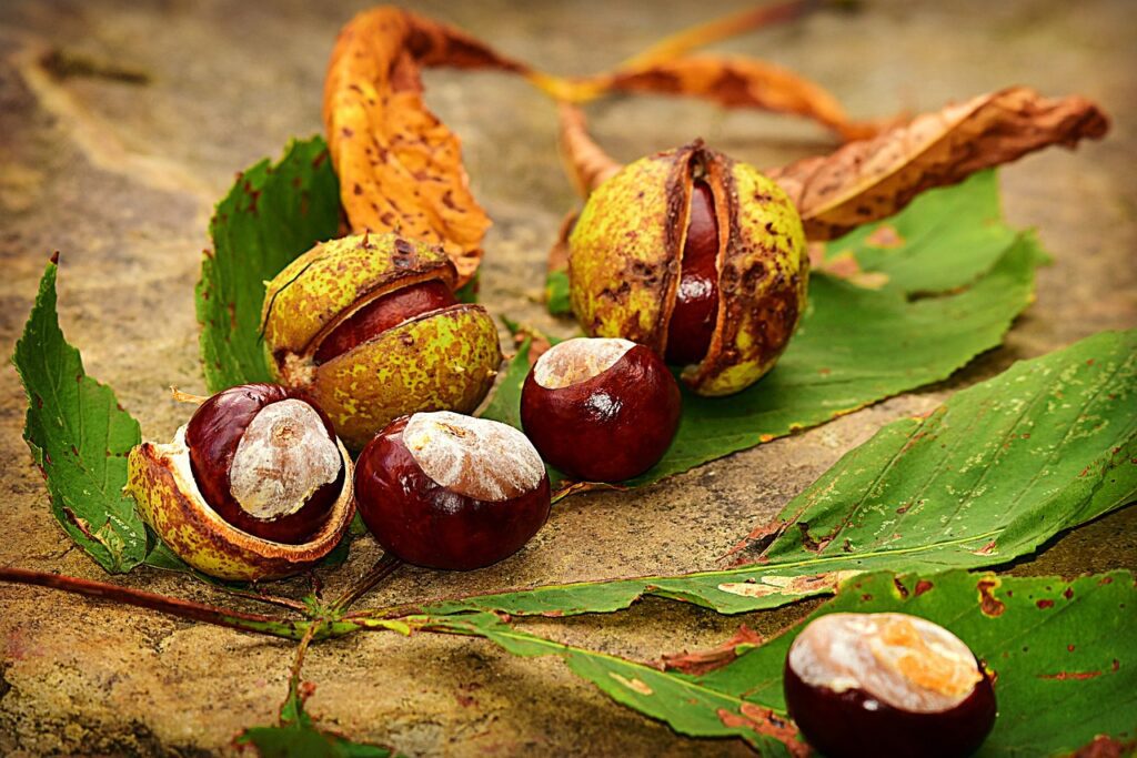 chestnut, nut, conker-3694472.jpg